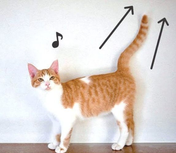 貓尾巴行為解析 貓尾巴行為解析