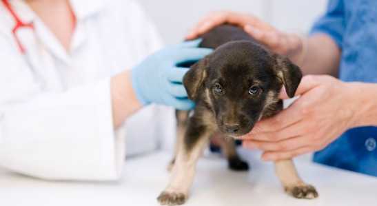 流浪狗領養流程 流浪狗領養流程