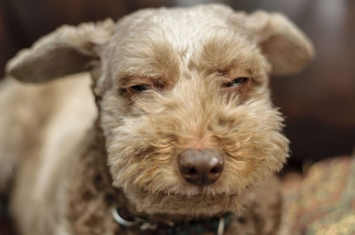 寵物安寧照護 寵物安寧照護