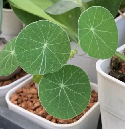 山烏龜種植方法 山烏龜種植方法