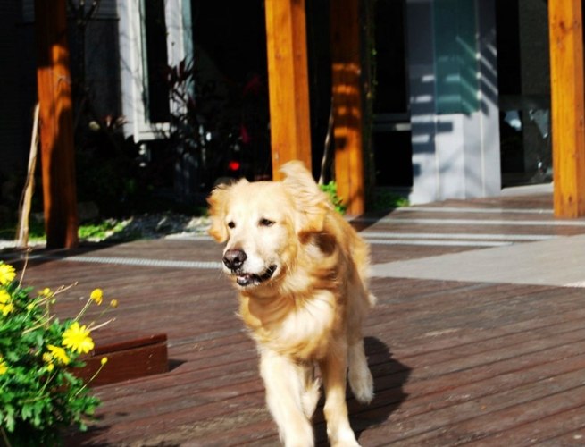 黃金獵犬常見病 黃金獵犬常見病