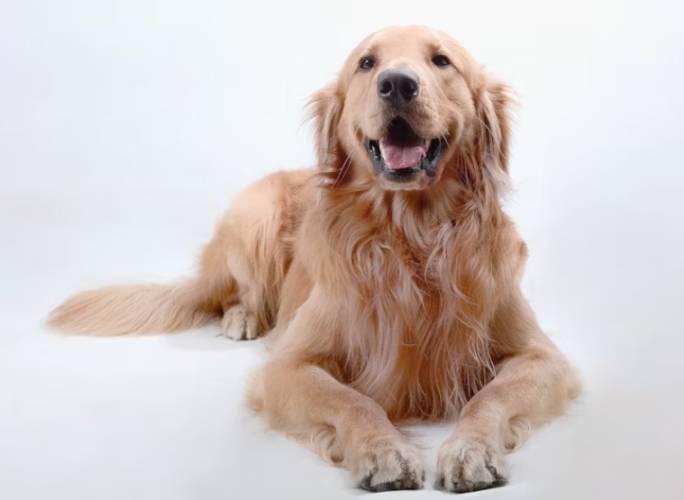 公狗結紮風險 公狗結紮風險