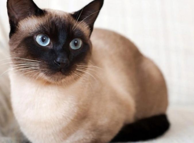 暹羅貓特點 暹羅貓特點