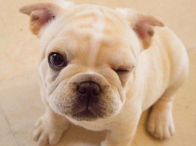 法国斗牛犬饲养 法国斗牛犬饲养