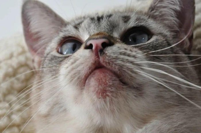 貓咪粉刺 貓咪粉刺