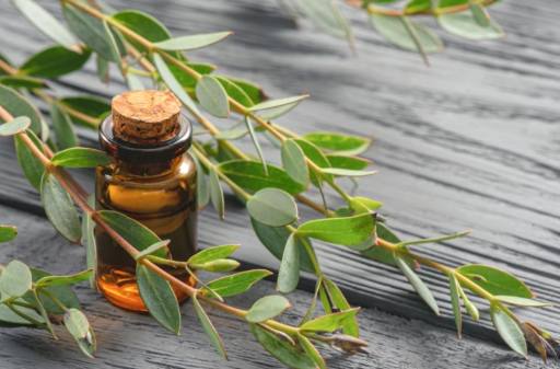 尤加利香薰好處 尤加利香薰好處