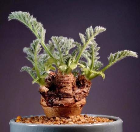 一葉龜養護 一葉龜養護