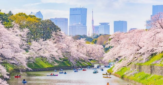 賞櫻景點推薦 賞櫻景點推薦