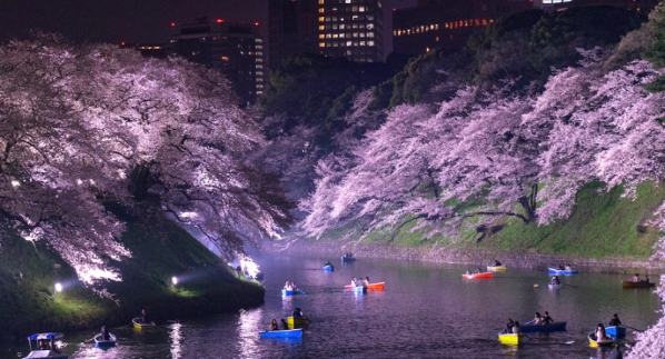 台灣賞櫻季節 台灣賞櫻季節