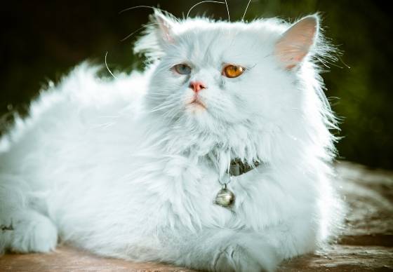 波斯貓飼養缺點 波斯貓飼養缺點