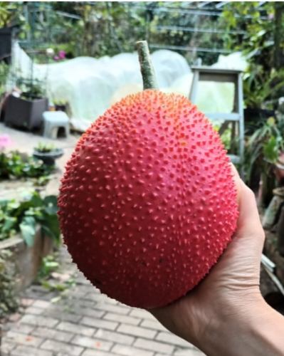 木鱉果參錠推薦 木鱉果參錠推薦