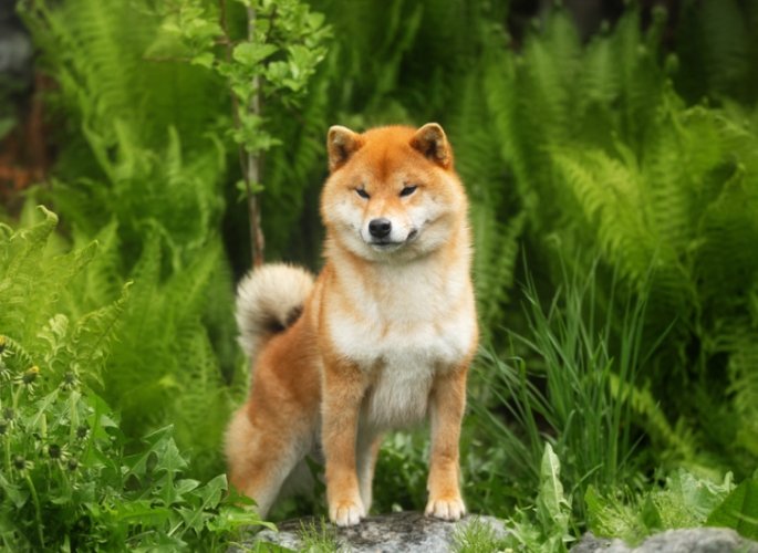 柴犬生長週期 柴犬生長週期