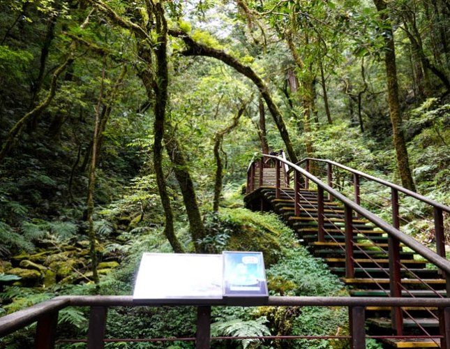 拉拉山神木群遊覽時間 拉拉山神木群遊覽時間