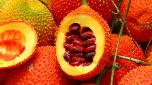 木鱉果參錠功效 木鱉果參錠功效