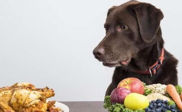 芋頭對狗的好處 芋頭對狗的好處