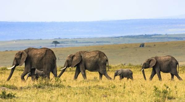 非洲氣候指南 非洲氣候指南