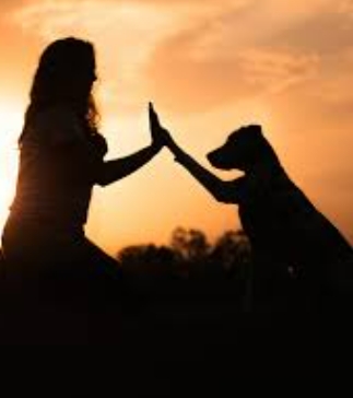 寵物溝通時間 寵物溝通時間