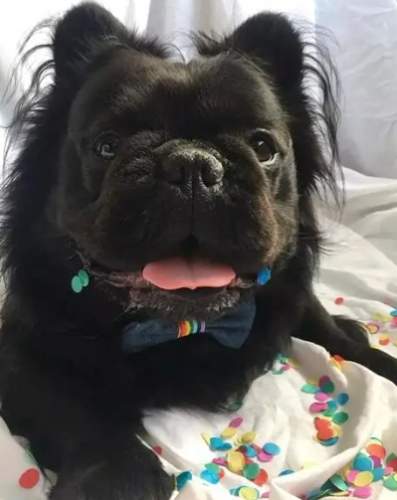 寵物飼養 寵物飼養