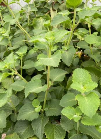 大葉到手香功效