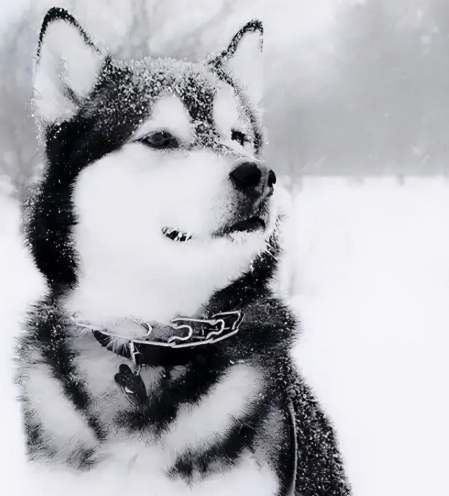 哈士奇訓練 哈士奇訓練