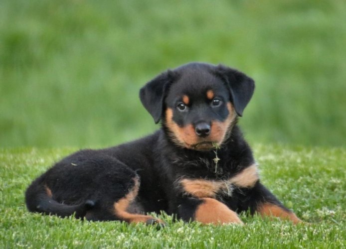 羅威納斷尾利弊 羅威納斷尾利弊