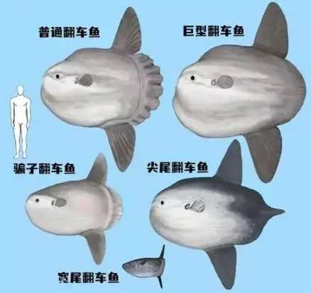 翻車魚水族館 翻車魚水族館