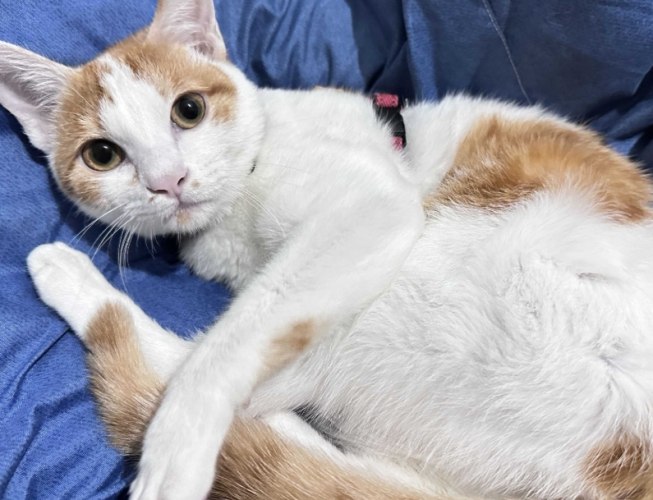 貓咪領養指南 貓咪領養指南