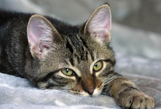 貓瘟後遺症 貓瘟後遺症