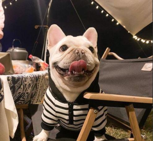 法國鬥牛犬飼養 法國鬥牛犬飼養