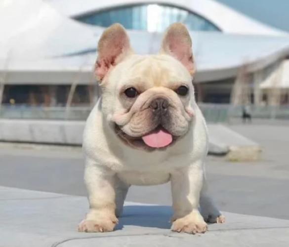 延長法國鬥牛犬壽命 延長法國鬥牛犬壽命