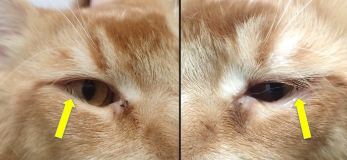 貓角膜受傷治療 貓角膜受傷治療