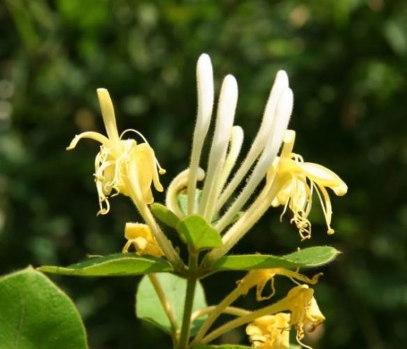 甘草茶禁忌 甘草茶禁忌