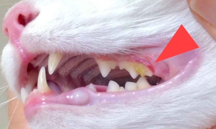 貓咪口腔護理 貓咪口腔護理