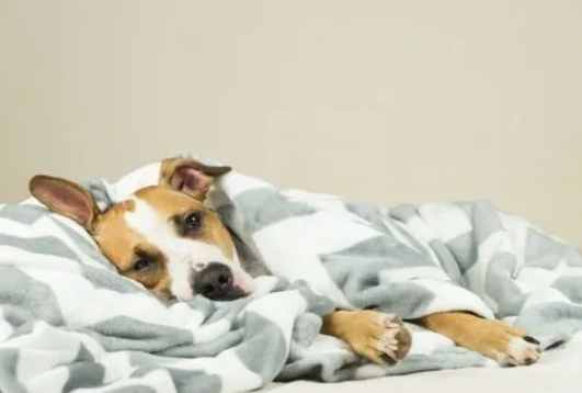 狗狗發燒處理 狗狗發燒處理