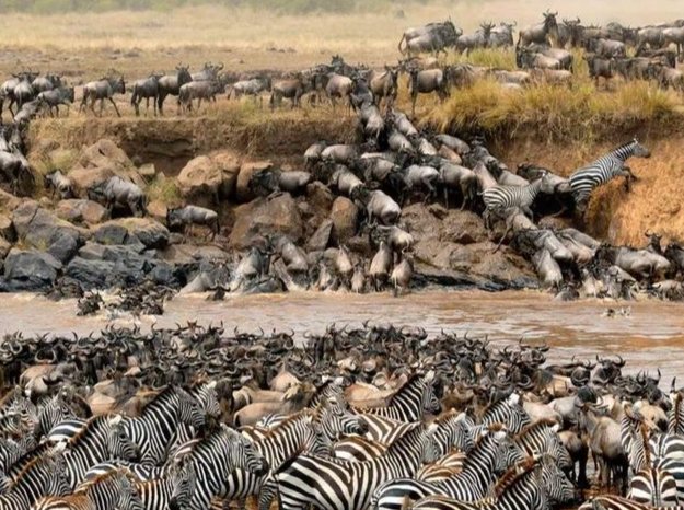 動物遷徙觀察指南 動物遷徙觀察指南