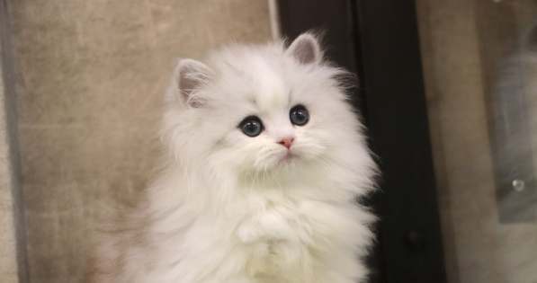 波斯貓飼養方法 波斯貓飼養方法