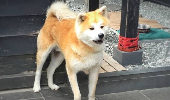 柴犬性格 柴犬性格