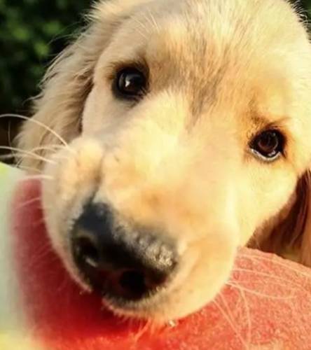 狗吃西瓜安全 狗吃西瓜安全