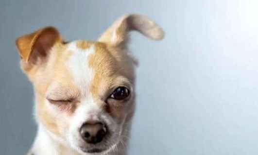 狗狗眼睛疾病 狗狗眼睛疾病