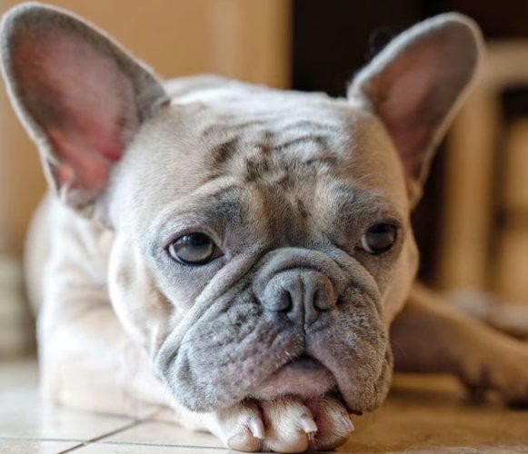 法鬥成犬飼養 法鬥成犬飼養