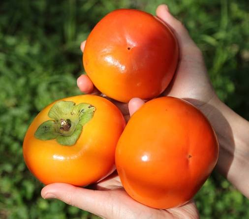 柿子採收季節 柿子採收季節