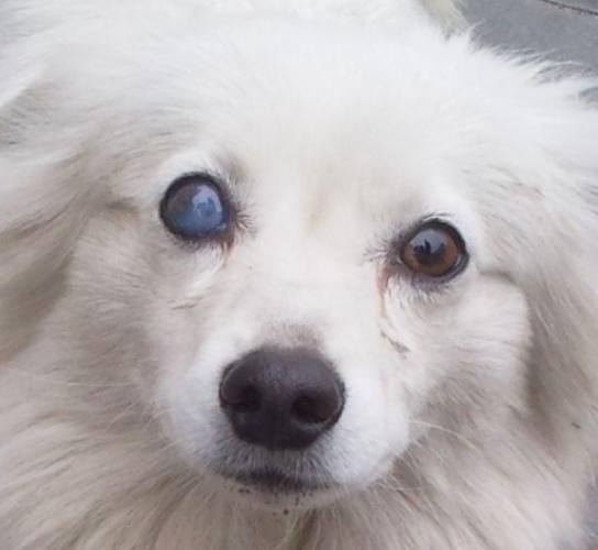 寵物眼科問題 寵物眼科問題