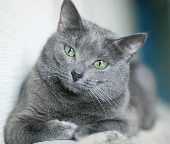 藍貓性格 藍貓性格