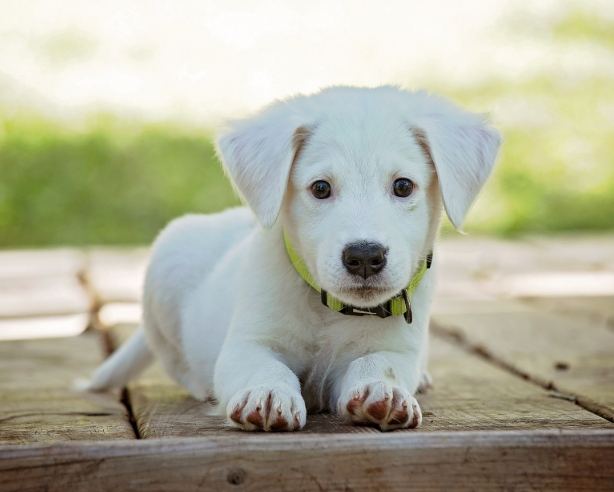 新手養狗指南 新手養狗指南