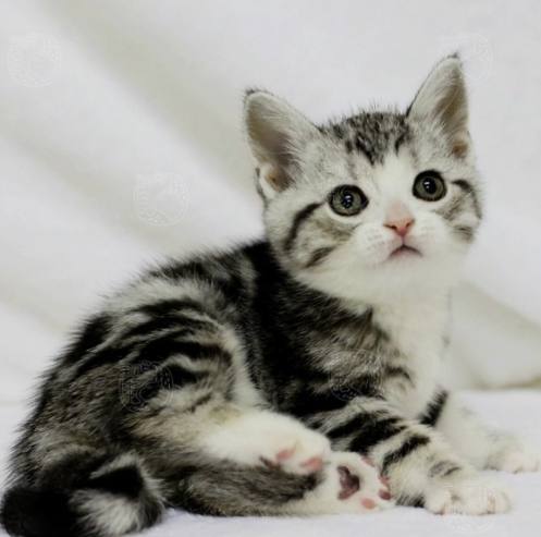 美短貓價錢 美短貓價錢