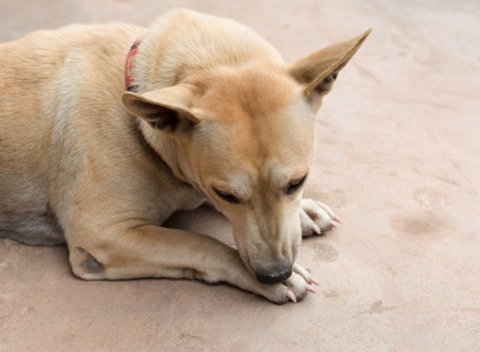 狗狗趾間炎治療