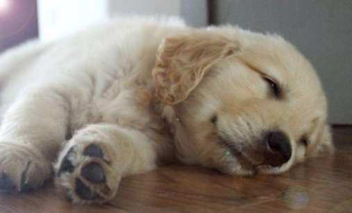 狗中毒急救 狗中毒急救