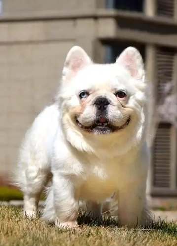 法國鬥牛犬 法國鬥牛犬