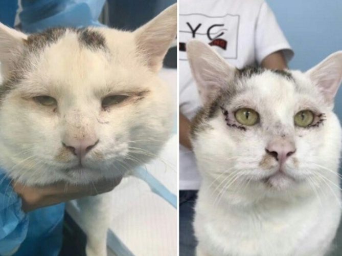 眼尾上提手術 眼尾上提手術