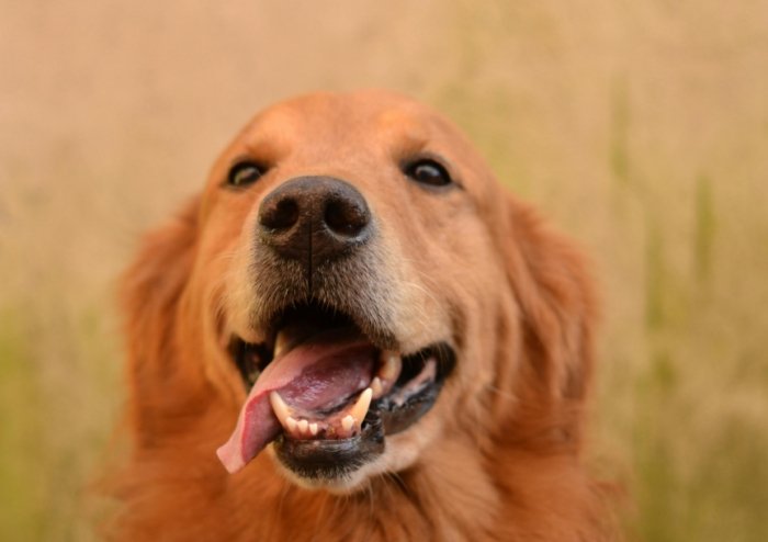 黃金獵犬鮮食食譜